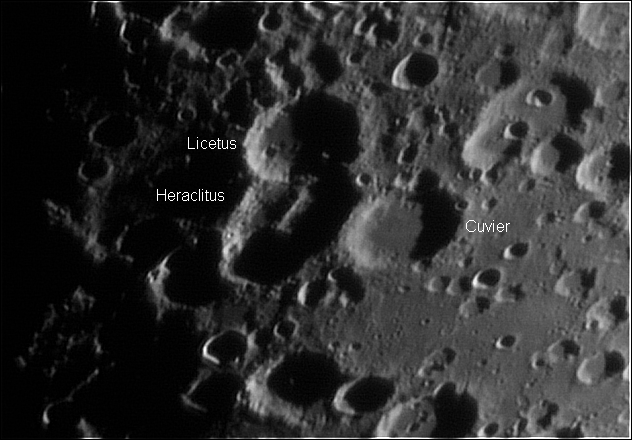 Heraclitus licetus si cuvier.png