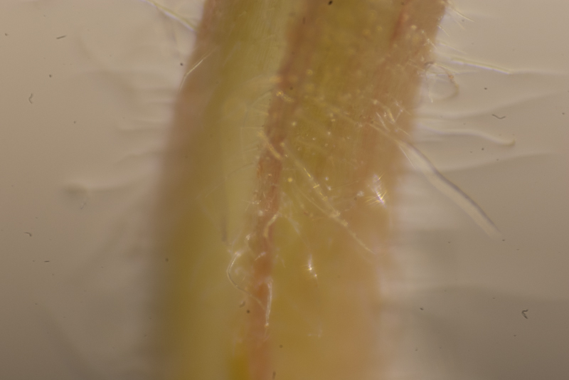 IMGP8343.jpg