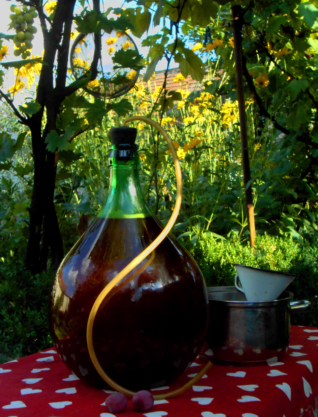 Summer Wine.DSCN6573.v1.JPG