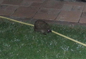 20130621_232035-1.jpg