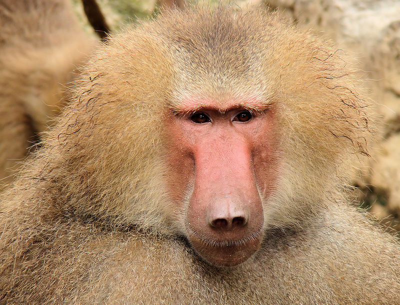 800px-Portrait_Of_A_Baboon.jpg