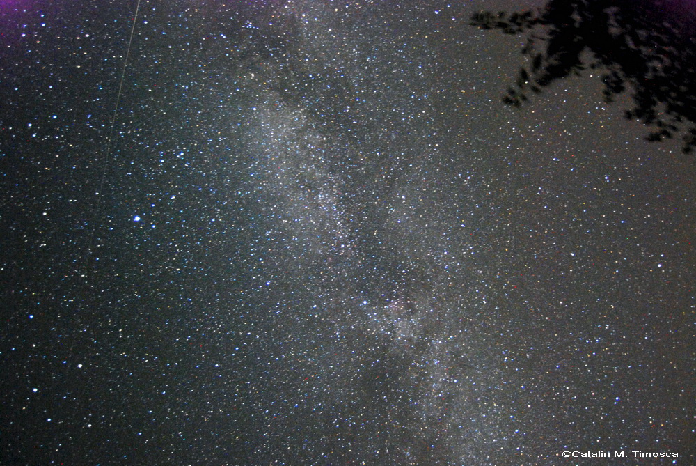 Cygnus Via lacteea.jpg