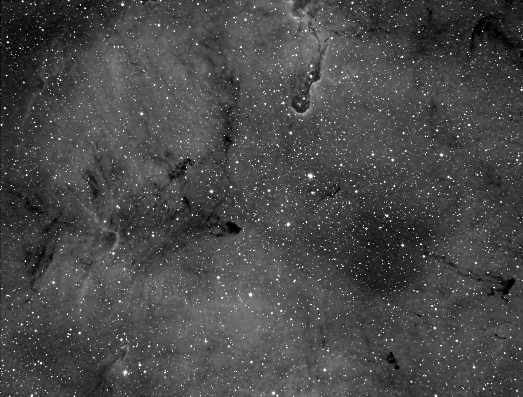 elefant gata 41x900.jpg