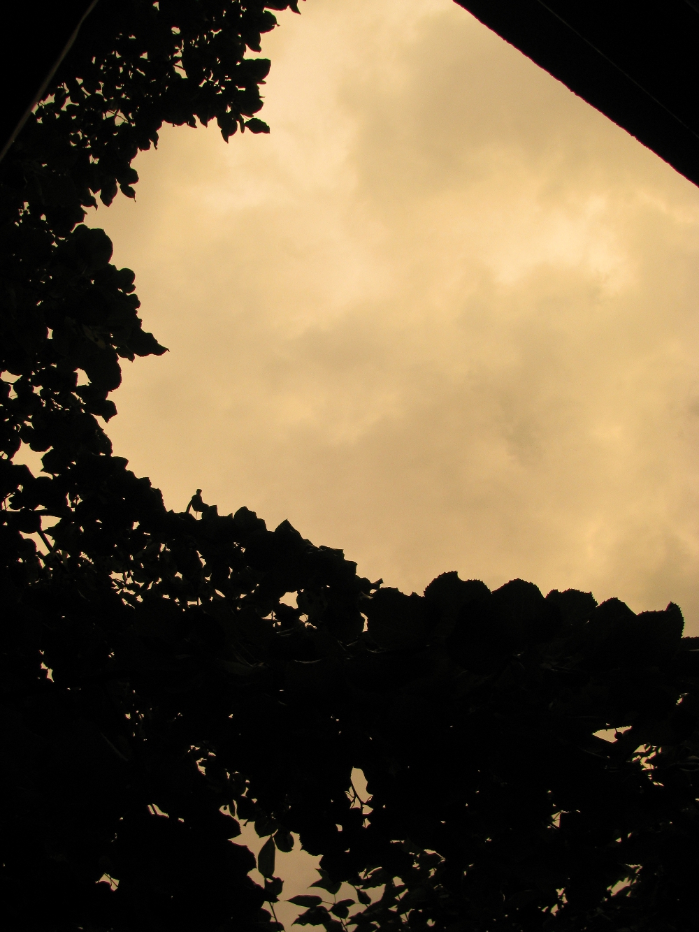 IMG_8383_1.JPG