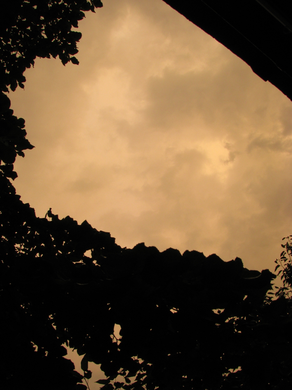 IMG_8385_1.JPG