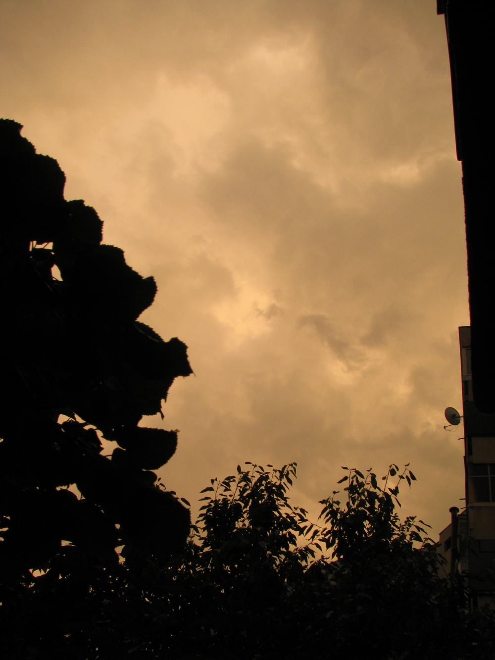 IMG_8386_1.JPG