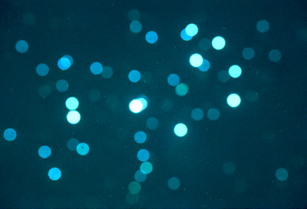 Oion2_00001.jpg