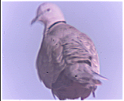 porumbel barlow2x.jpg
