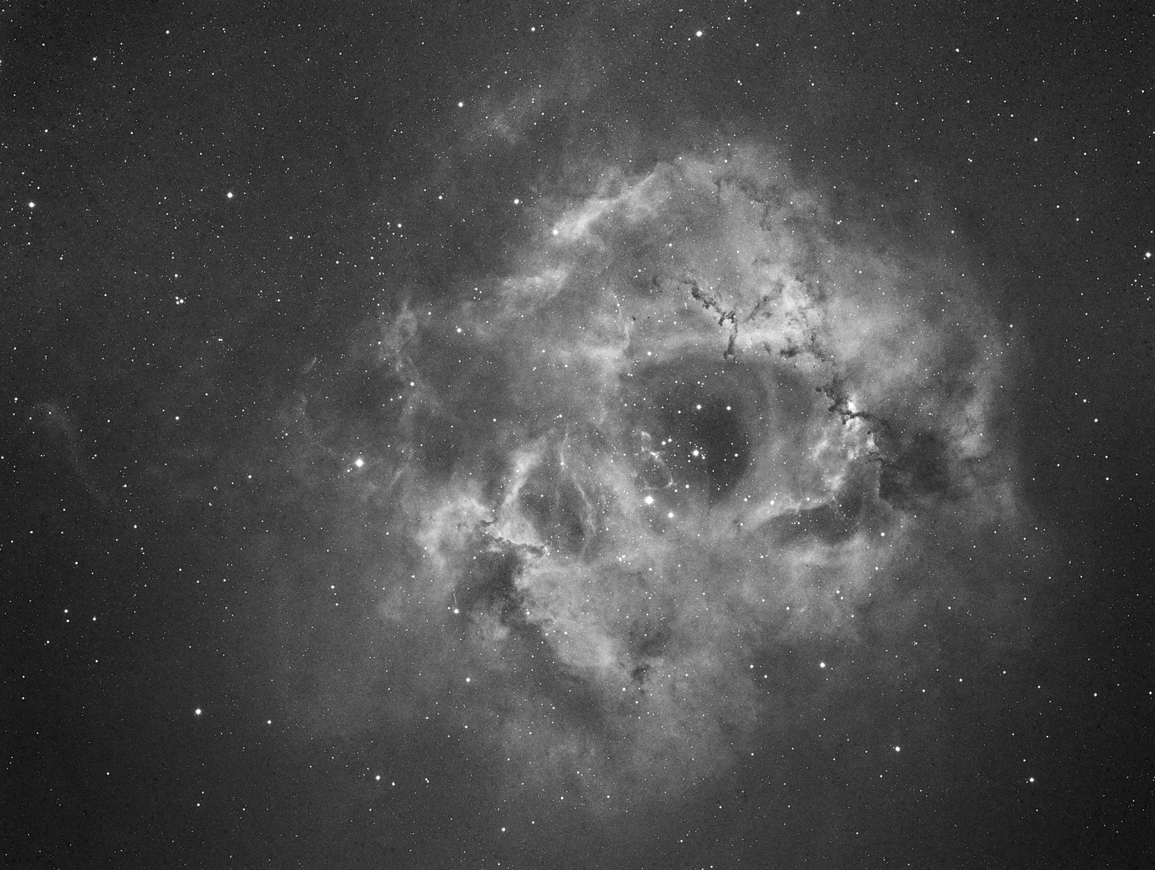 Rosette gata.jpg
